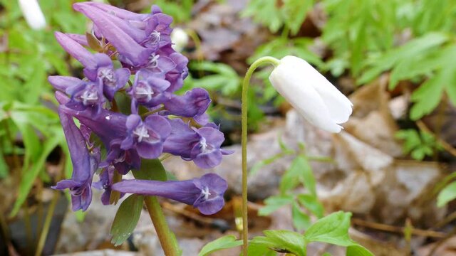Early bloomers (primroses) of northern European forests. European wood anemone (Anemone nemorosa) and Fumewort (Corydalis solida) in park forest (wood-meadow) close-up
