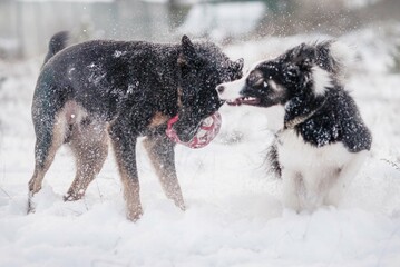 Dwa psy bawiące się razem w śniegu