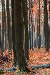 Buczyna kwaśna, 120-letni las bukowy jesienią - obrazy, fototapety, plakaty
