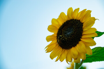 Large Bumblebee Sitting on Sunflower (Cross Process)