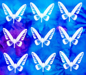 pattern background from tropical buttelfly