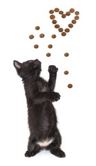 Small black kitten and heart-shaped dry food