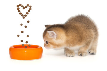 Small kitten and a bowl for dry food