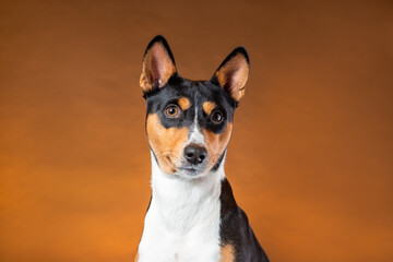 Portrait of young dog of african basenji breed of tricolor color black and orange and white against...