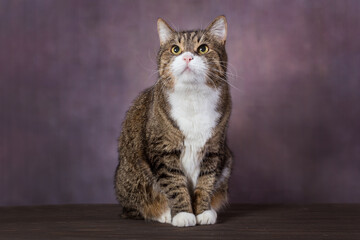 Portrait of a large gray cat