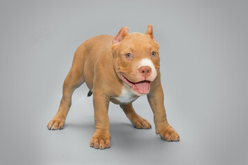 Small, funny American bully puppy