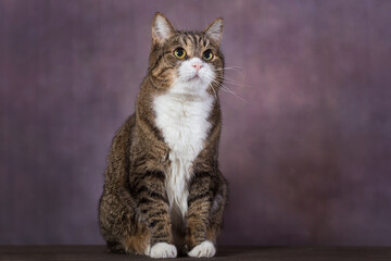 Obraz premium Portrait of a large gray cat