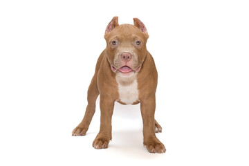 Small, funny American Bully puppy