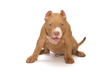 Small, funny American bully puppy