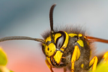 Beautiful Median wasp (Dolichovespula) portrait 
Close-up view of head of live European hornet (Vespa crabro)--the largest eusocial wasp native to Europe (4 cm) and the only true hornet found in North