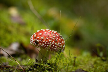 fly mushroom in forest