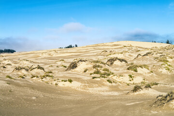 Grass grows in the windswept dunes near Lakeside, Oregon, USA