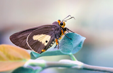 Macro shots, Beautiful nature scene. Closeup beautiful butterfly sitting on the flower in a summer garden.