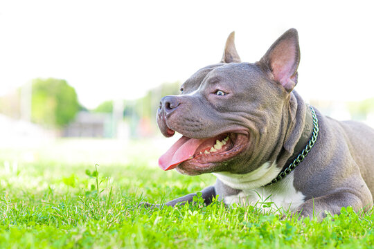 Young American bully dog on grass