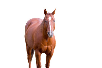 A chestnut colored quarter horse isolated against a white background