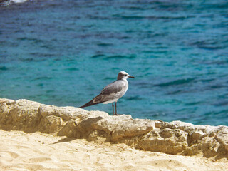 seagull on the beach