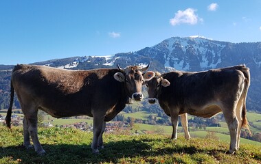 cow in the mountains