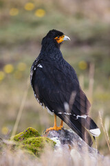 Carunculated Caracara