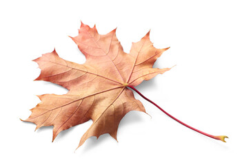 Single autumn maple leaf on white background with shadows, clipping path  for isolation without shadows on white