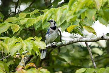 Blue Jay in the Trees