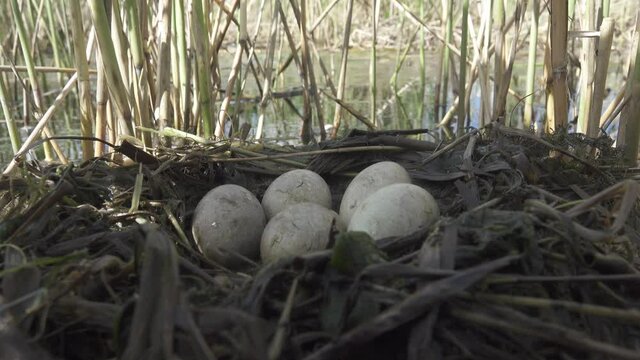 Bird's Nest Guide. Nidology. Slavonian grebe (Podiceps auritus) floating nest in reed beds of southern eutrophic lake with abundance of common reed (Phragmites australis) among gull colony