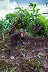 American Pine Marten (Martes americana) Sits Up Next to Log and Brush Summer