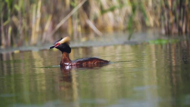 Slavonian grebe (Podiceps auritus) in breeding plumage swims and dives among the reed thickets. Breeding habitat in northern Europe on the border of the breeding range