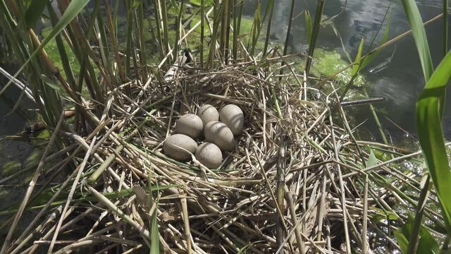 Bird's Nest Guide. Nidology. European coot (Fulica atra) nest on a eutrophied lake with an abundance of common reed (Phragmites australis)