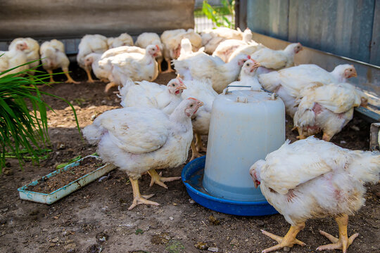 Chickens broilers on a home farm. Selective focus.