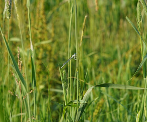 A small, skinny and blue dragonfly holding blades of grass.