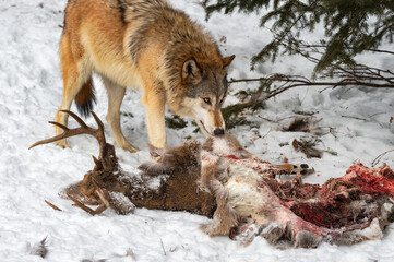Obraz premium Grey Wolf (Canis lupus) Looks Up While Pulling on White-Tail Deer Carcass Winter