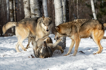 Naklejka na ściany i meble Grey Wolves (Canis lupus) Dominate Pack Mate Rolling on Back Winter