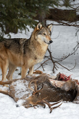 Grey Wolf (Canis lupus) Looks Right From Behind White-Tail Deer Carcass Winter
