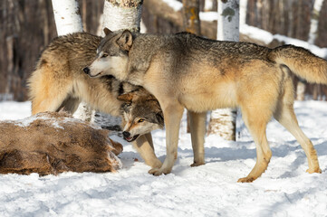 Grey Wolf (Canis lupus) Postures With Second Wolf at White-Tail Deer Carcass Winter