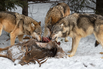 Grey Wolves (Canis lupus) Feed on White-Tail Deer Carcass Winter
