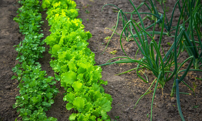 Greens grow in the garden. Selective focus.