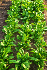 Spinach grows in the garden. Selective focus.