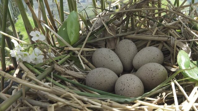 Bird's Nest Guide. Nidology. European coot (Fulica atra) nest on a eutrophied lake with an abundance of common reed (Phragmites australis)