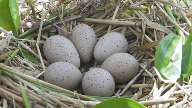 Bird's Nest Guide. Nidology. European coot (Fulica atra) nest on a eutrophied lake with an abundance of common reed (Phragmites australis)