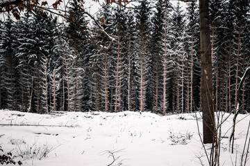 winter forest in the snow