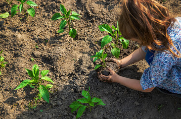 The child is planting seedlings in the garden. Selective focus.