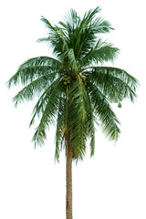 Obraz premium Rown of a tall palm tree of coconut isolated on white background