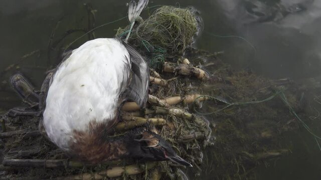 Bird's Nest Guide. Nidology. European coot (Fulica atra) nest on a eutrophied lake with an abundance of common reed (Phragmites australis)