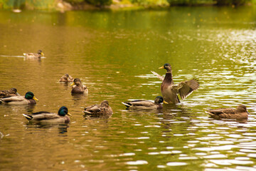 Wild duck swimming in a lake