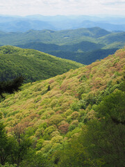 Spring Color as the Trees Leaf Out on the Blue Ridge Parkway