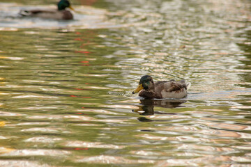 Wild duck swimming in a lake