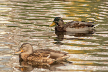 Wild duck swimming in a lake