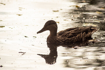 Wild duck swimming in a lake