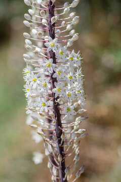 Urginea maritima bulbous tall flowering plant, sea squill maritime onion bright white flowers in bloom