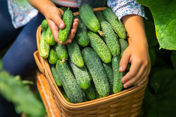 The child is harvesting cucumbers. Selective focus.